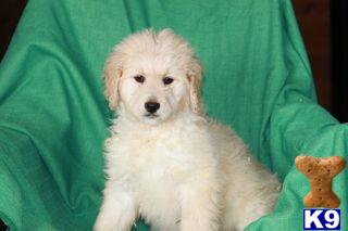 Goldendoodles Puppies for Sale